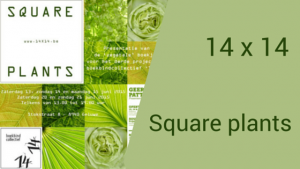 14x14 square plants